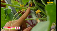 Как продолжить урожай огурцов до осени? Советы Тони Лесик