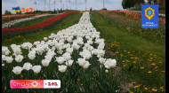 П’ять мільйонів тюльпанів на тлі руїн: у якому стані зараз перебуває 