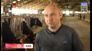 Підприємство на Київщині: як зараз працює найбільша молочну ферму в усій Європі