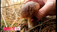 Сезон грибов! Как уберечься от отравления?