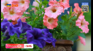 Як змусити цвісти петунії - поради від садової блогерки Антоніни Лесик