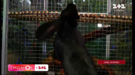 Черный кролик: Киевский зоопарк приглашает познакомиться с символом 2023 года