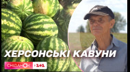 На Київщині два фермера-експериментатора засадили землю херсонськими кавунами