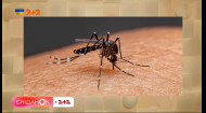 Спреи или опрыскиватели: чем спасаться от комаров