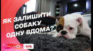 Як привчити собаку залишатися вдома одній — Кінолог Владислав Плахтій