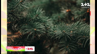 Как елка стала символом Нового года и Рождества