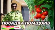 Из студии – на грядку: Игорь Цыганик и Валентина Хамайко посадили помидоры, выращенные в эфире Сниданка