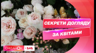 Продлеваем жизнь цветам: полезные советы от флориста Лилии Пономаренко