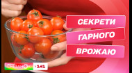 Це варто знати аби помідори дали гарний врожай – поради від Антоніни Лесик
