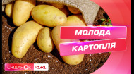 Молода картопля вже на українських прилавках: звідки везуть і яка на неї ціна