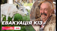 Героїчна історія порятунку: як фермер Сергій Свириденко врятував кіз зі Сходу України