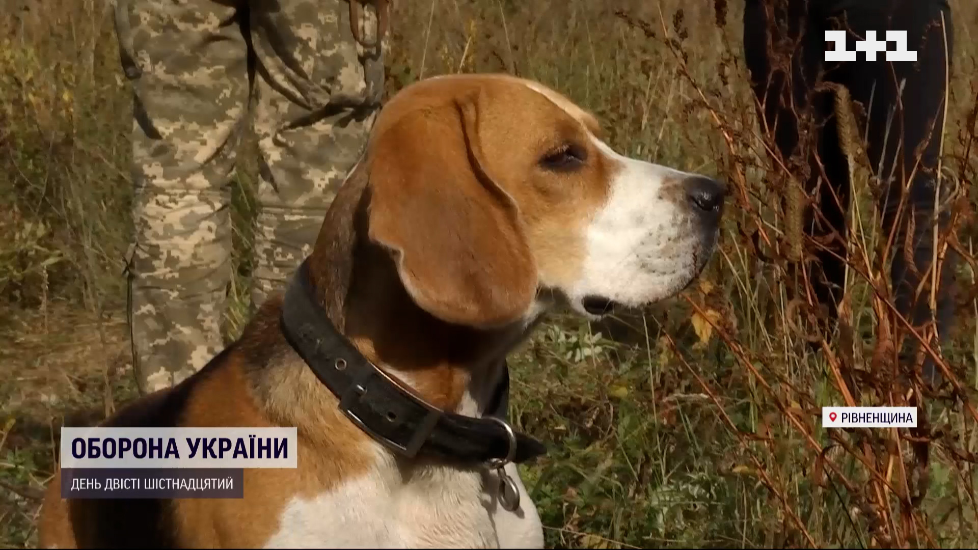 Ворует носки, но предупреждает о ракетах: пограничники не натешатся боевой  подругой Лори