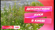 Декоративні луки замість скошених газонів: у Києві комунальники взялися за новий експеримент