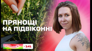 Какие пряности можно выращивать дома на подоконнике – Елена Самойлюк