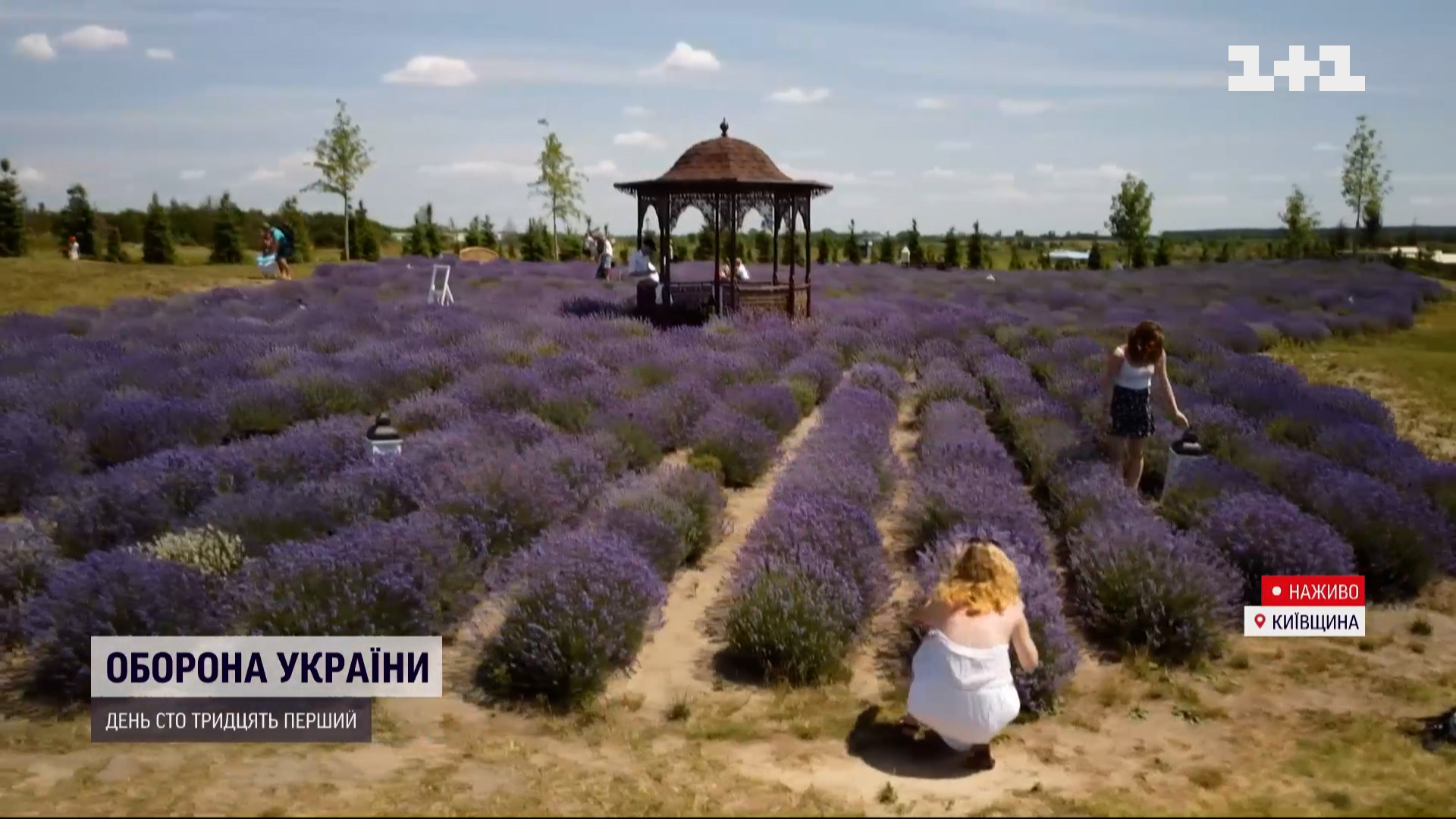 Спастись от жары: в Киеве в разгаре сезон лавандового цвета