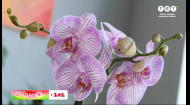 Правильный уход за орхидеями