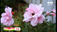 Як підготувати троянди до зими: Секрети догляду за королевою квітів від Антоніни Лесик