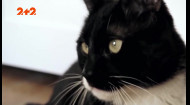 Кот-листоноша, кот-спасатель и кот-гигант: где живут и чем удивляют?