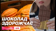 Дефицит какао-бобов: шоколад вырастет в цене