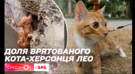 Кіт Лео та доля врятованих тварин із затопленої Херсонщини