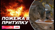 Пожежа в Котохаті: хто підпалив притулок для котів і яка там зараз сиутація