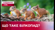 🐿️ Белкопад в Украине! Почему бельчата массово падают с деревьев и как помочь животным?