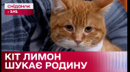 Герой Сніданківського ролику кіт Лимон шукає родину  – Кохання з першого мяу/гав