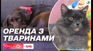Чи дружні орендодавці житла в Україні до тварин і що робити орендаторам з улюбленцями