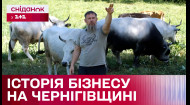 Молочна ферма з автентичними породами корів – Створено в Україні з Костянтином Грубичем
