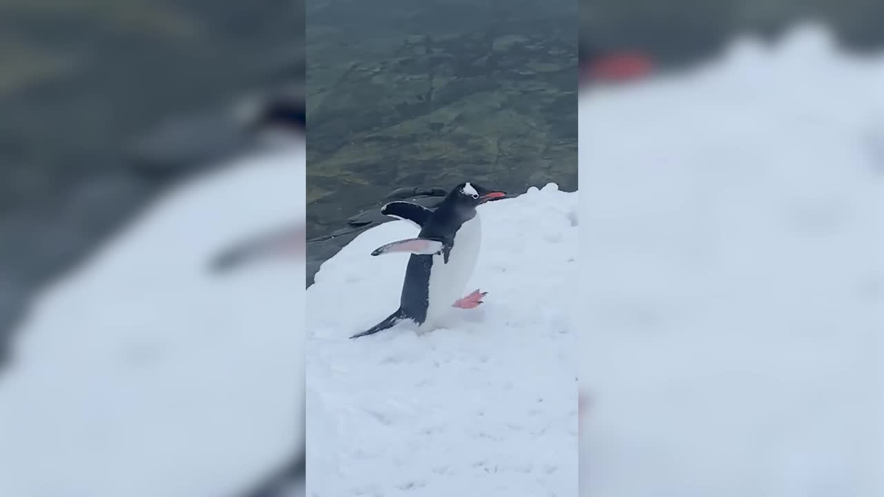 На Вернадского пришел пингвин