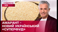 Щириця – рослина з потенціалом! Крупа яка стане клондайком для бізнесу?