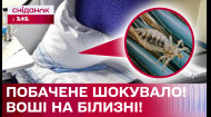 Наступна історія надійшла від нашої глядачки. Вона пише, що  напередодні їхала в потязі додому і посеред ночі знайшла на своїй подушці.. ВОШІ! Що було далі, і що відповіла Укрзалізниця? Деталі дивіться далі.