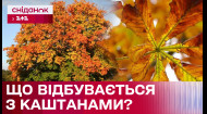 Хворе листя чи осіння норма: чому листя каштанів всихає? Відповідь фахівця з ботаніки