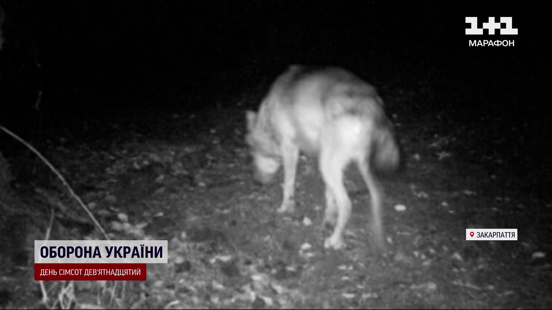 На Закарпатье нашествие волоков! Люди боятся выходить на улицы, собак  находят разорванными!