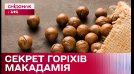 Найдорожчий горіх у світі: в чому користь макадамії та секрет високої ціни?