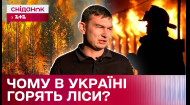 Лісові пожежі в Україні: спеціаліст ДСНС про причини загорянь та наслідки