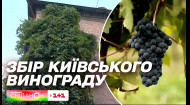 Цікава акція в Києві: у столиці на вино збиратимуть дикий виноград