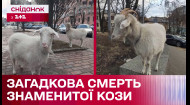 Була зіркою Instagram. Загадкова смерть найвідомішої кози Києва