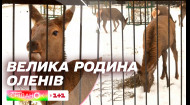 Нова родина оленів: у Київському зоопарку об'єдналися два покоління копитних