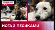 Паппі йога: в Києві проходить незвичайна благодійна акція з тваринами з притулку