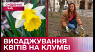 Свято-відкриття весняного сезону: висаджування нарцисів від Олени Квітки
