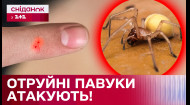 Новые опасные пауки! В Украине уже известны случаи ЯДОВИТЫХ укусов! Как уберечься?
