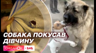 У Дніпрі дівчину покусав велетенський пес: деталі інциденту