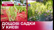 Дощові садки у Києві: нове рішення у сучасній урбаністиці