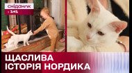 Щасливий фінал історії кота Нордика: як йому живеться в новому домі