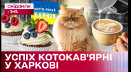 Котики, кава і тістечка: рецепт успіху подружжя підприємців з Харкова