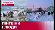 Весна в Антарктиді! Тисячі пінгвінів готуються до гніздування поблизу станції 