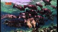 Почему рыбок-гуппи ошибочно считают забывчивыми