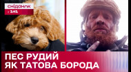 Пес рудий як татова борода: історія собаки мальтіпу на прізвисько Ред – Щоденники війни