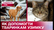 В Україні лютують морози: як допомогти безпритульним тваринкам